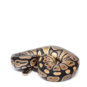 Royal Python het Clown, Female